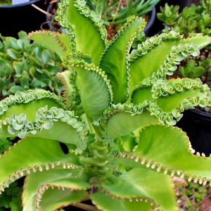 Kalanchoe laetivirens sukulent bitki geniş yapraklı