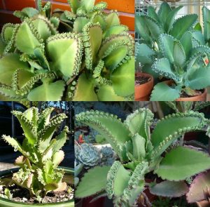 Kalanchoe laetivirens sukulent bitki geniş yapraklı
