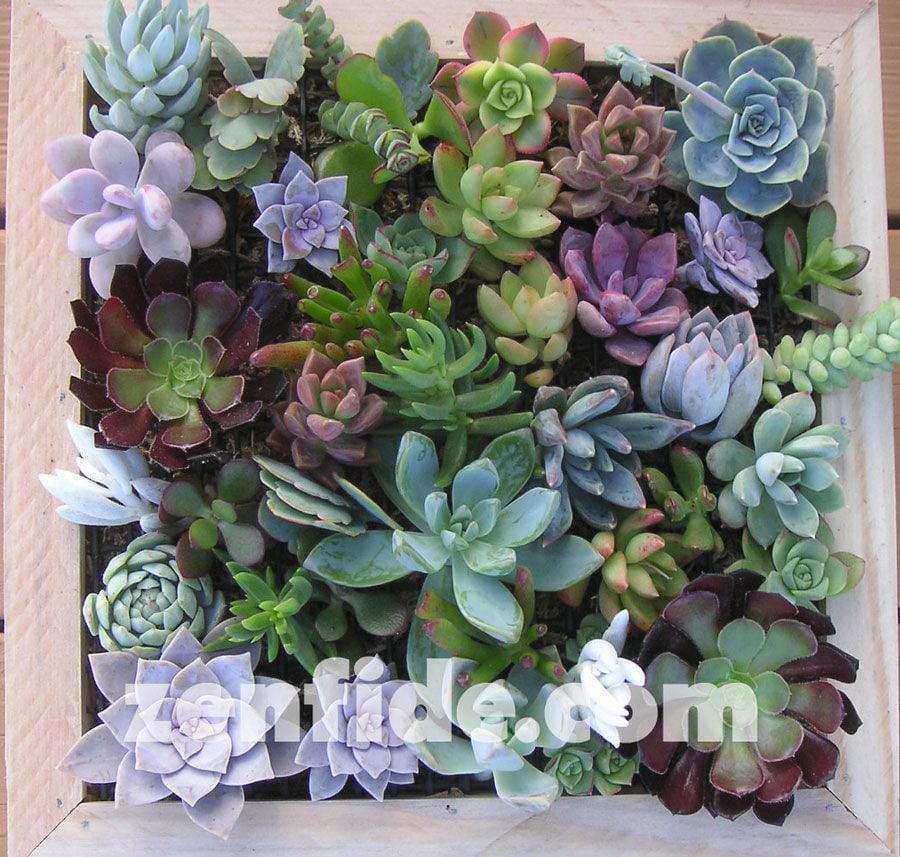 Yetişmiş sukulent bitki karışık succulent mix