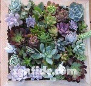 Yetişmiş sukulent bitki karışık succulent mix