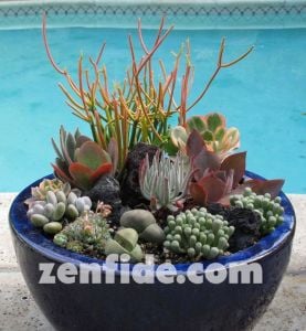 Yetişmiş sukulent bitki karışık succulent mix