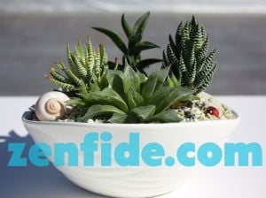 Yetişmiş sukulent bitki karışık succulent mix
