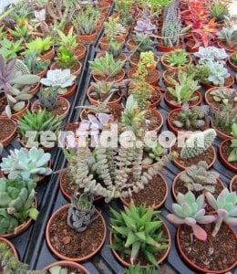 Yetişmiş sukulent bitki karışık succulent mix