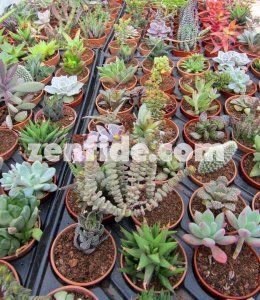 Yetişmiş sukulent bitki karışık succulent mix