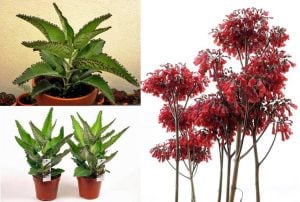 Kalanchoe daigremontiana sukulent bitki meksika şapkası