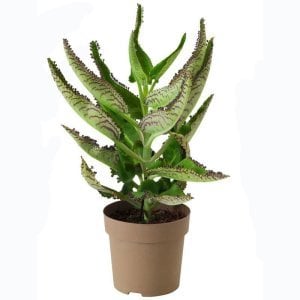 Kalanchoe daigremontiana sukulent bitki meksika şapkası
