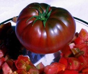 Tula domates tohumu dünyanın en lezzetli siyah domatesi geleneksel black from tula heirloom