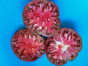 Tula domates tohumu dünyanın en lezzetli siyah domatesi geleneksel black from tula heirloom