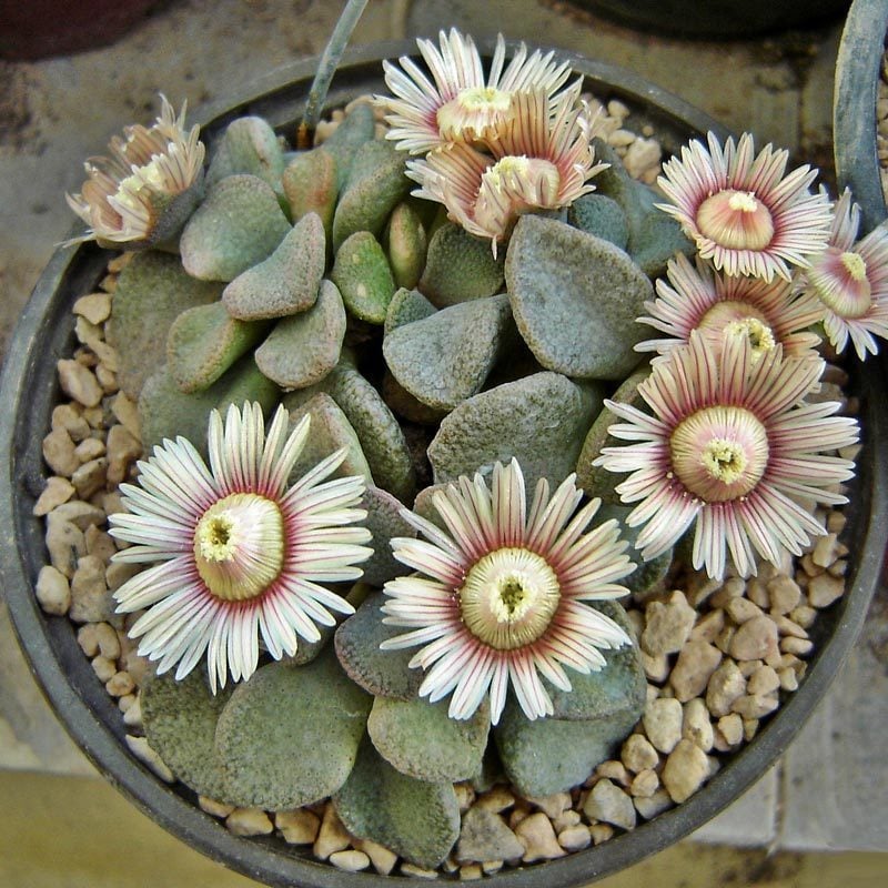 Aloinopsis rosulata çiçekli sukulent bitki