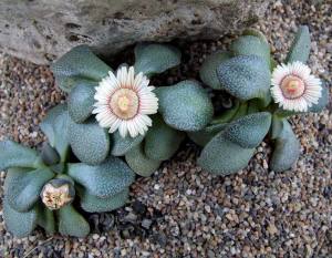 Aloinopsis rosulata çiçekli sukulent bitki