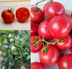 Karaorman domates tohumu geleneksel eva purple ball tomato