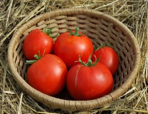 Karaorman domates tohumu geleneksel eva purple ball tomato