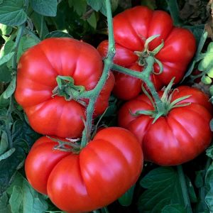 Marsilya çiftlik domates tohumu geleneksel heirloom marseille heirloom beef tomato seeds