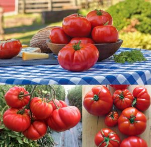 Marsilya çiftlik domates tohumu geleneksel heirloom marseille heirloom beef tomato seeds