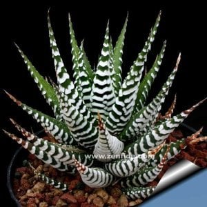 Haworthia attenuata zebra yetişmiş saksıda