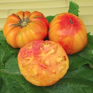 Ananas domates tohumu geleneksel pineapple tomato
