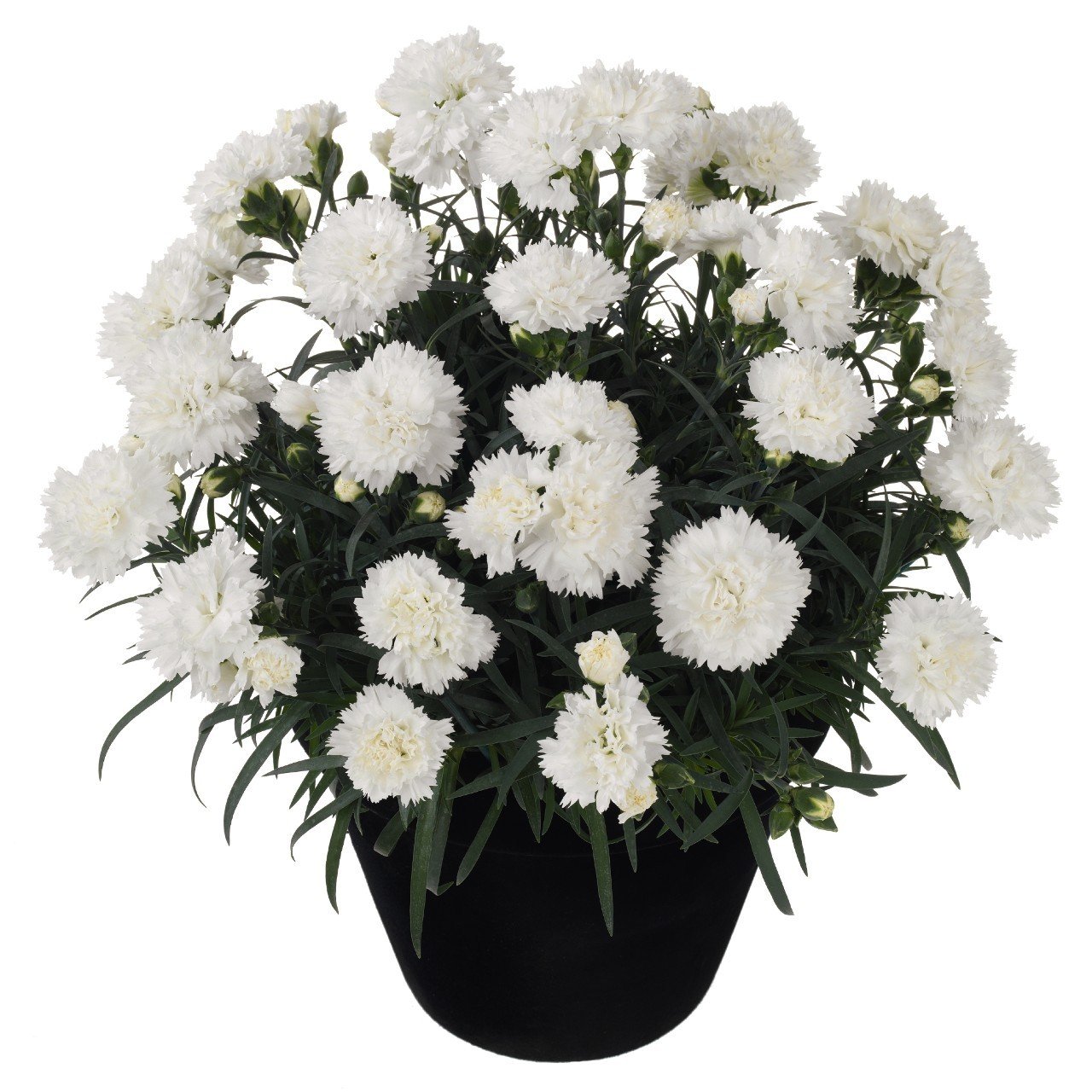 Kokulu Odessa Pure karanfil bodur katlı ithal dianthus caryophyllus