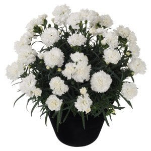 Kokulu Odessa Pure karanfil bodur katlı ithal dianthus caryophyllus