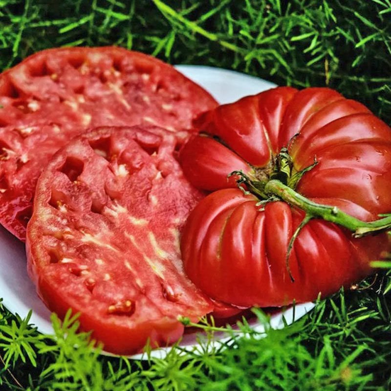 Dev domates tohumu geleneksel abe lincoln tomato