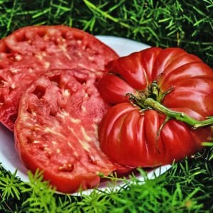 Dev domates tohumu geleneksel abe lincoln tomato