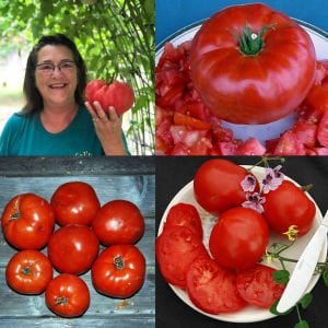 Dev domates tohumu geleneksel abe lincoln tomato