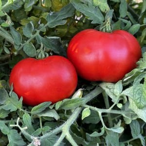 Dev domates tohumu geleneksel abe lincoln tomato