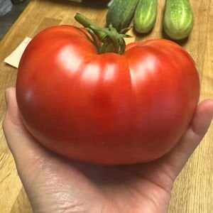 Dev domates tohumu geleneksel abe lincoln tomato