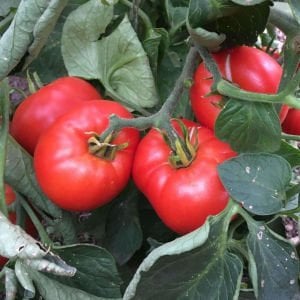 Dev domates tohumu geleneksel abe lincoln tomato