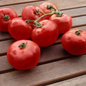 Dev domates tohumu geleneksel abe lincoln tomato