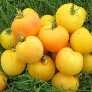 Kokulu şeftali domates tohumu geleneksel garden peach tomato