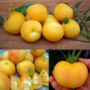 Kokulu şeftali domates tohumu geleneksel garden peach tomato