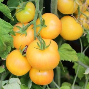 Kokulu şeftali domates tohumu geleneksel garden peach tomato