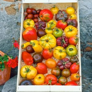 Atalık iri domatesler Zen karışımı domates tohumu