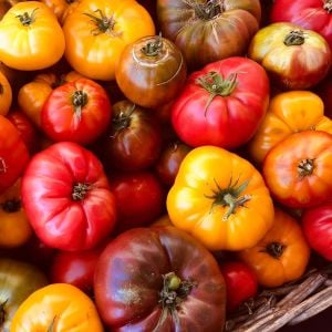 Atalık iri domatesler Zen karışımı domates tohumu