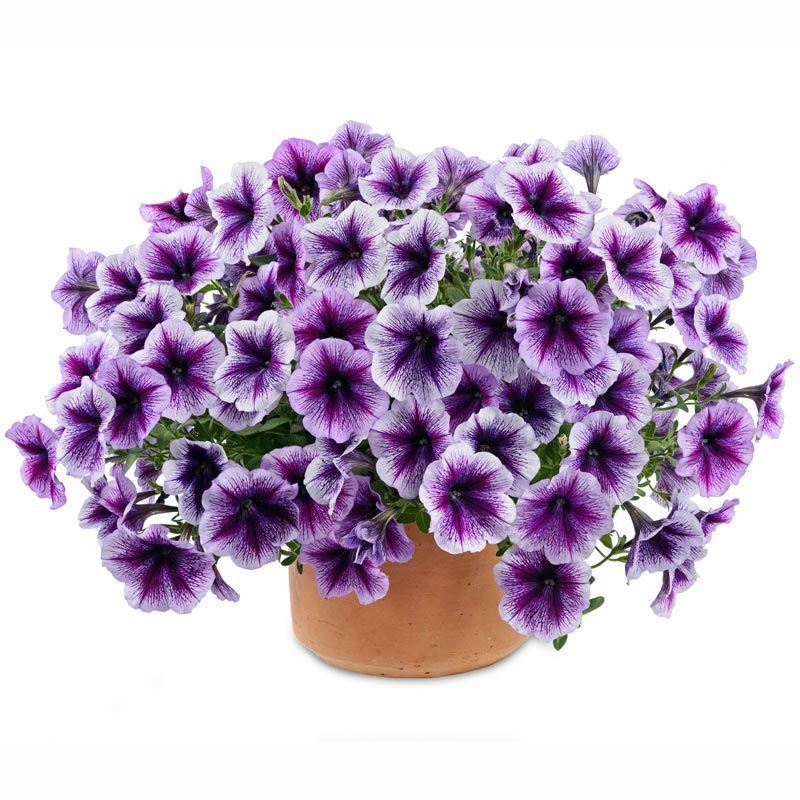 Mor kırçıllı sarkan petunya fidesi pegasus purple vein 3 fide