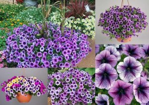Mor kırçıllı sarkan petunya fidesi pegasus purple vein 3 fide