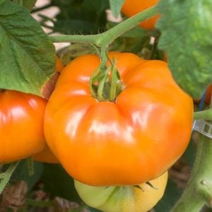Sarı domates tohumu söğüşlük dev domates geleneksel giant belgium yellow tomato