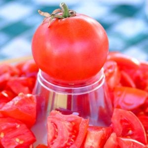Manitoba domates tohumu saksılık iri boy geleneksel manitoba tomato