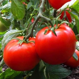Manitoba domates tohumu saksılık iri boy geleneksel manitoba tomato