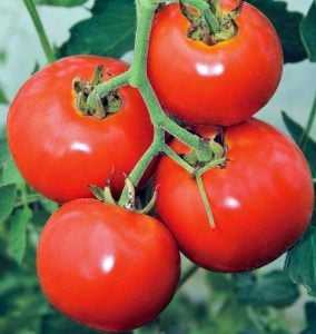 Manitoba domates tohumu saksılık iri boy geleneksel manitoba tomato