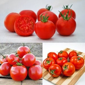 Manitoba domates tohumu saksılık iri boy geleneksel manitoba tomato