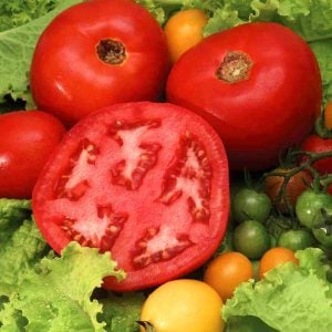 Manitoba domates tohumu saksılık iri boy geleneksel manitoba tomato
