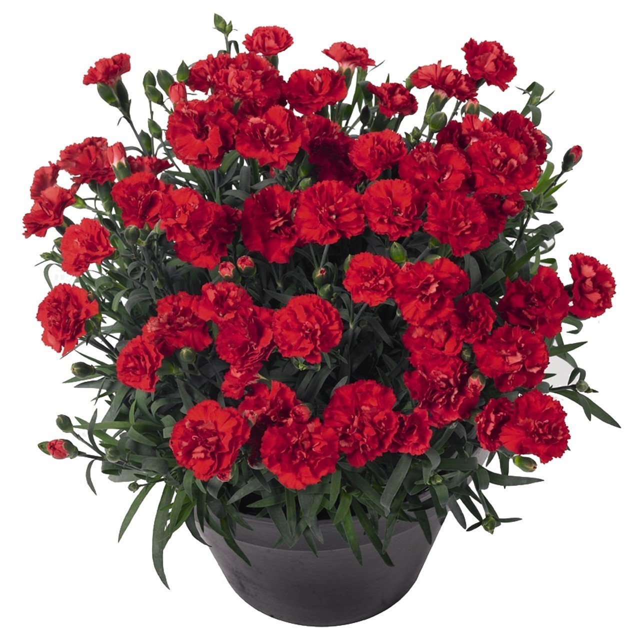 Kokulu Odessa Vulcano karanfil bodur katlı ithal dianthus caryophyllus