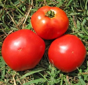 Marglobe domates tohumu geleneksel marglobe tomato