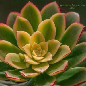 Aeonium haworthii kiwi sukulent bitki