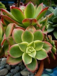 Aeonium haworthii kiwi sukulent bitki