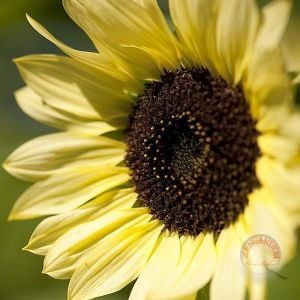 Valentine ayçiçeği tohumu sevgililer günü helianthus annuus