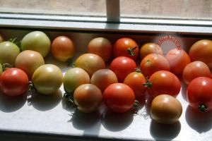 Sıcağa dayanıklı domates tohumu geleneksel porter tomato