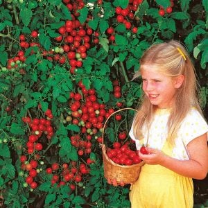 Kiraz salkım domates tohumu geleneksel sweetie tomato
