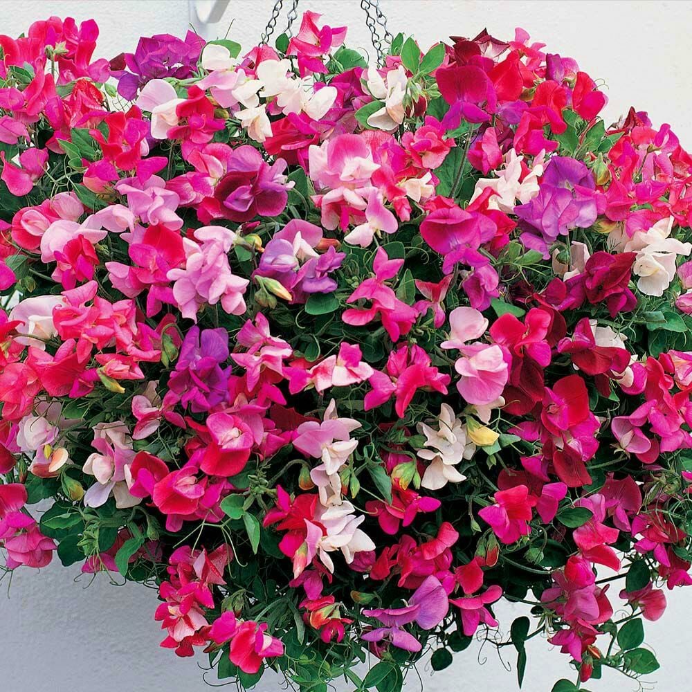 Parfüm kokulu tatlı bezelye çiçeği tohumu little sweetheart sweet pea